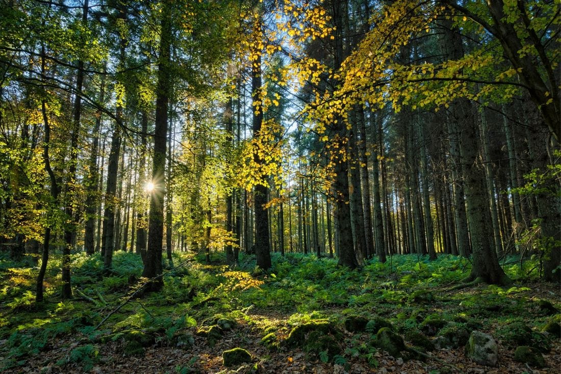 Aberdeenshire Forests