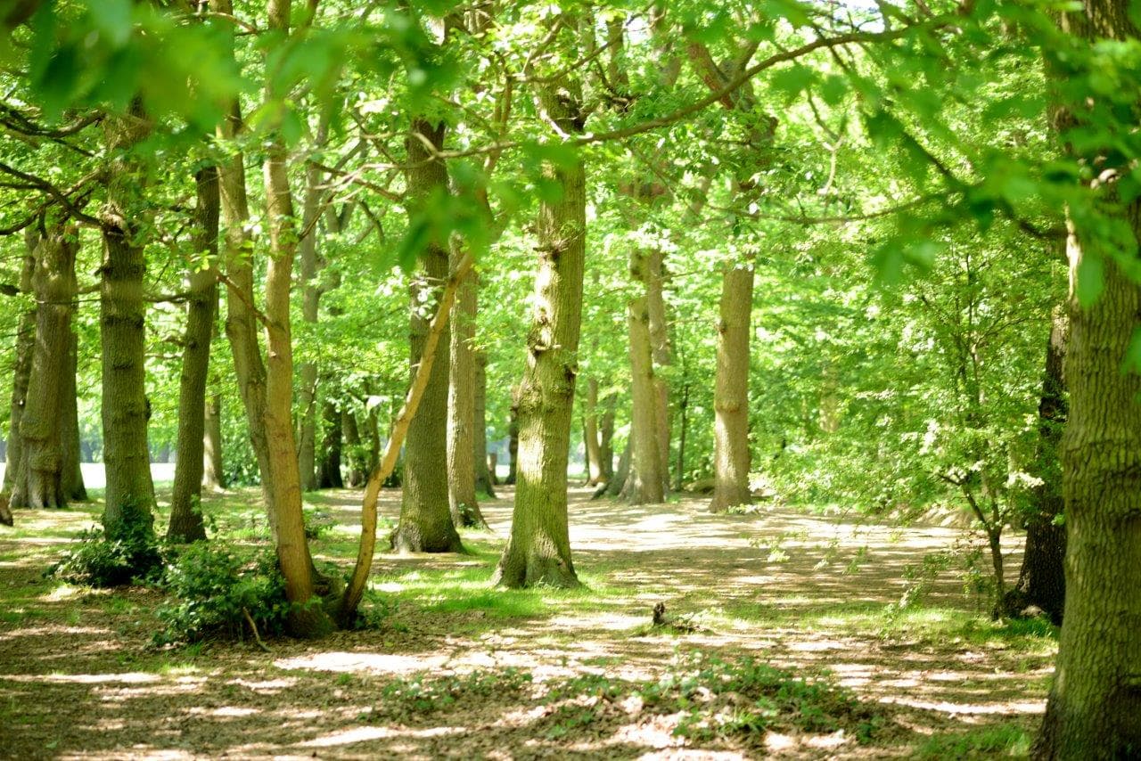 Belfair’s Wood