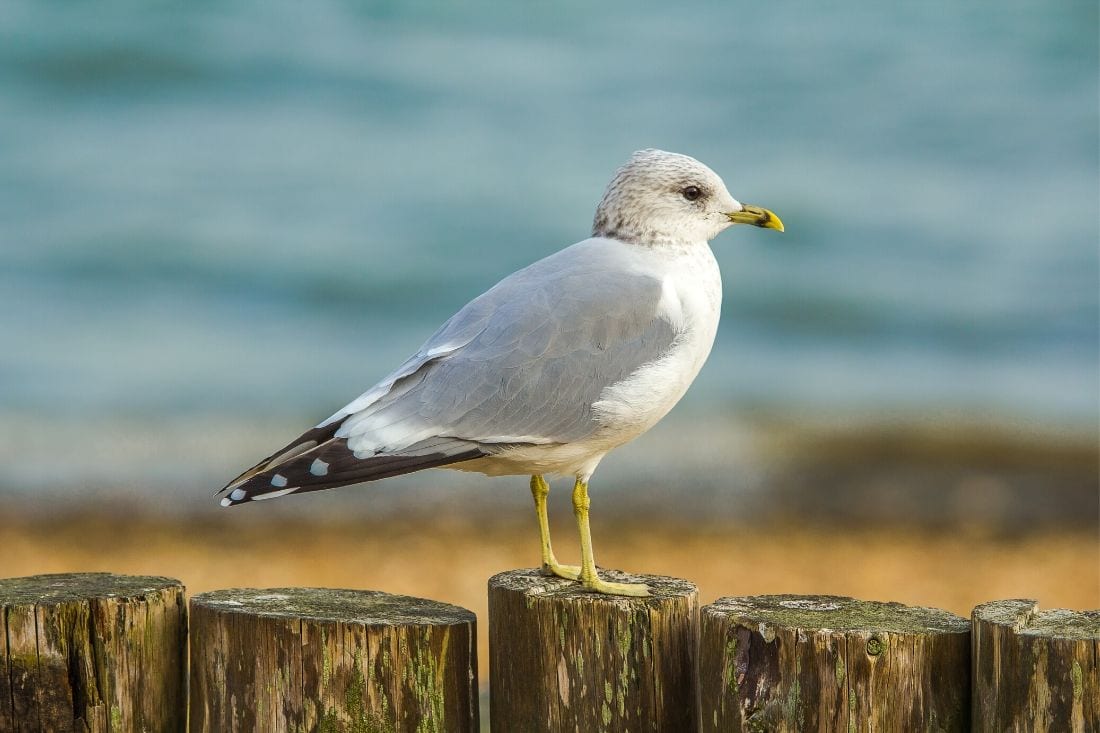 Seagull in Poole