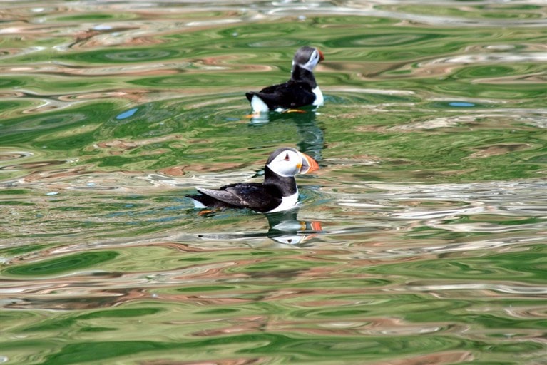 Puffins in Wales