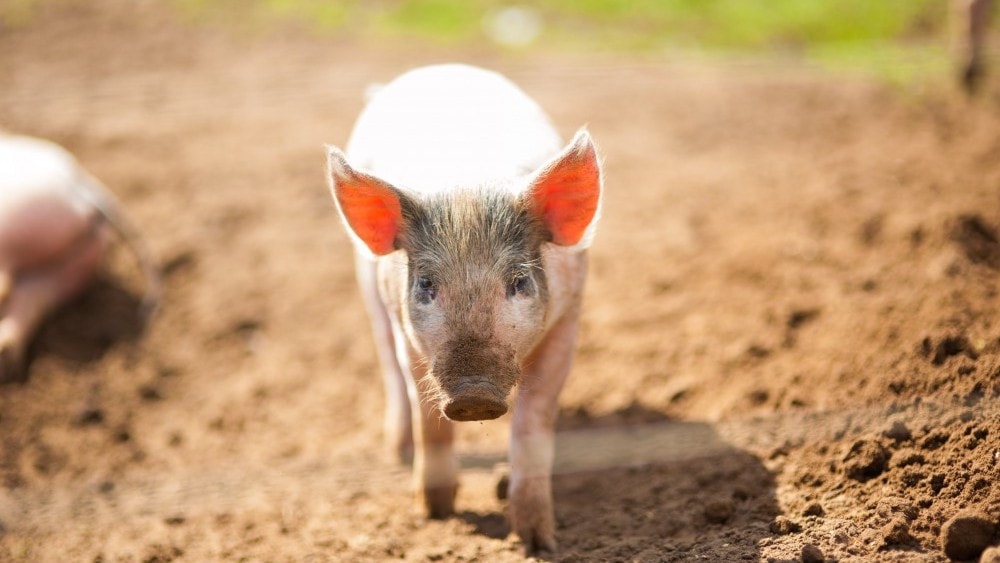 Pink Pig Farm, Scunthorpe