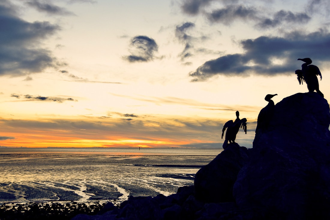 Birds at Morecambe Bay