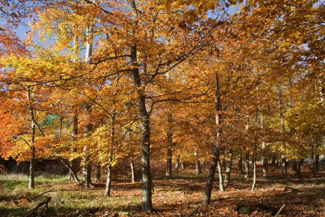 Autumn in england