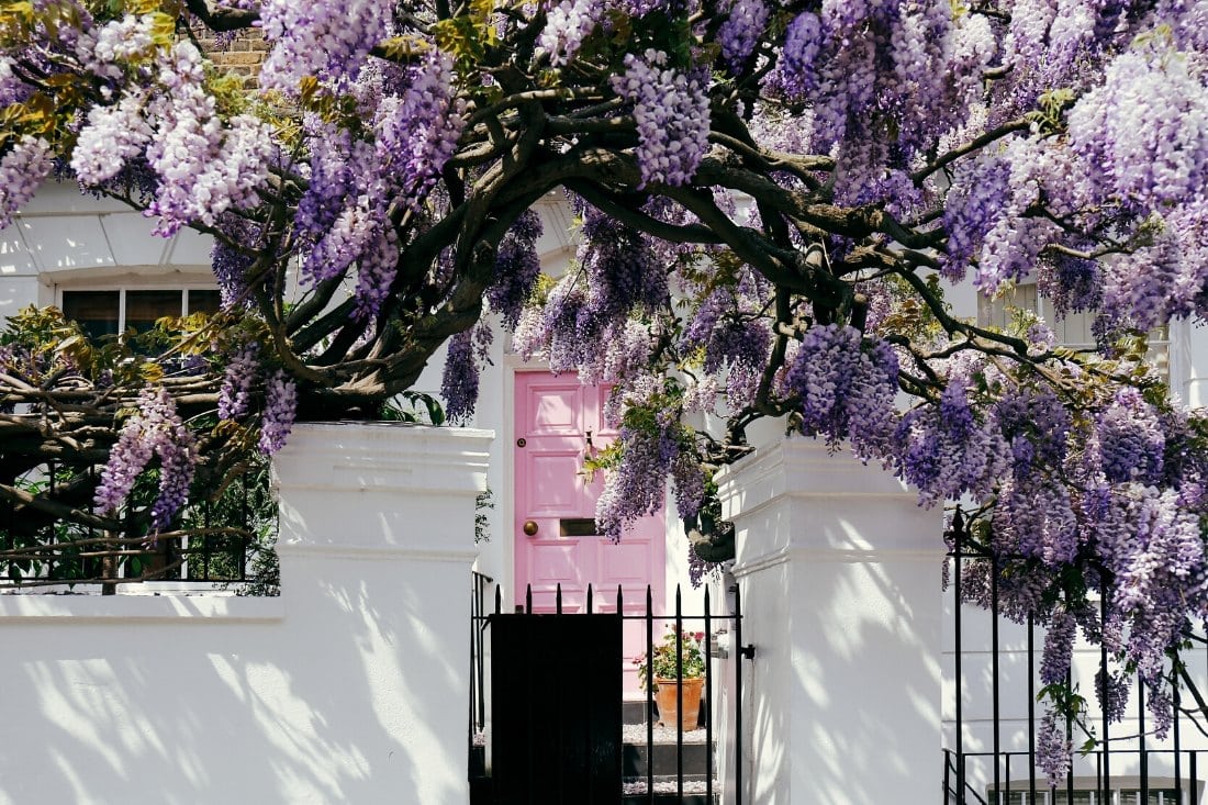 Wisteria in London in spring