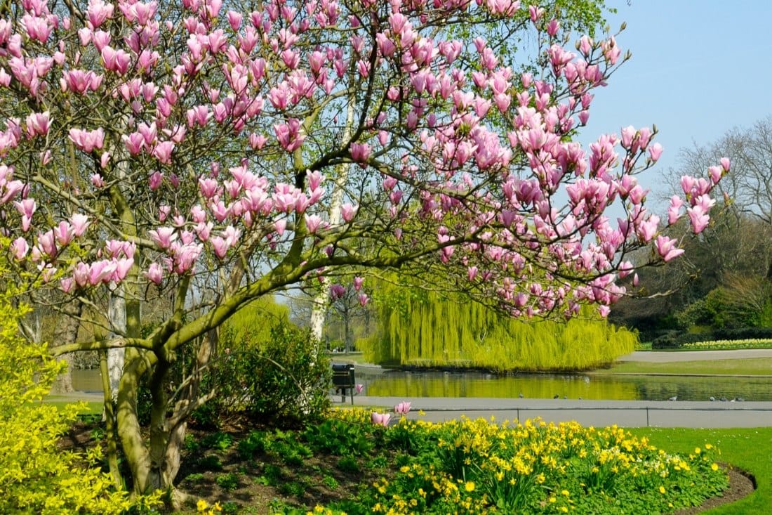 Magnolia trees in London in spring