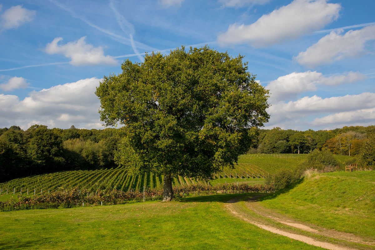 Bluebell Vineyard, Sussex