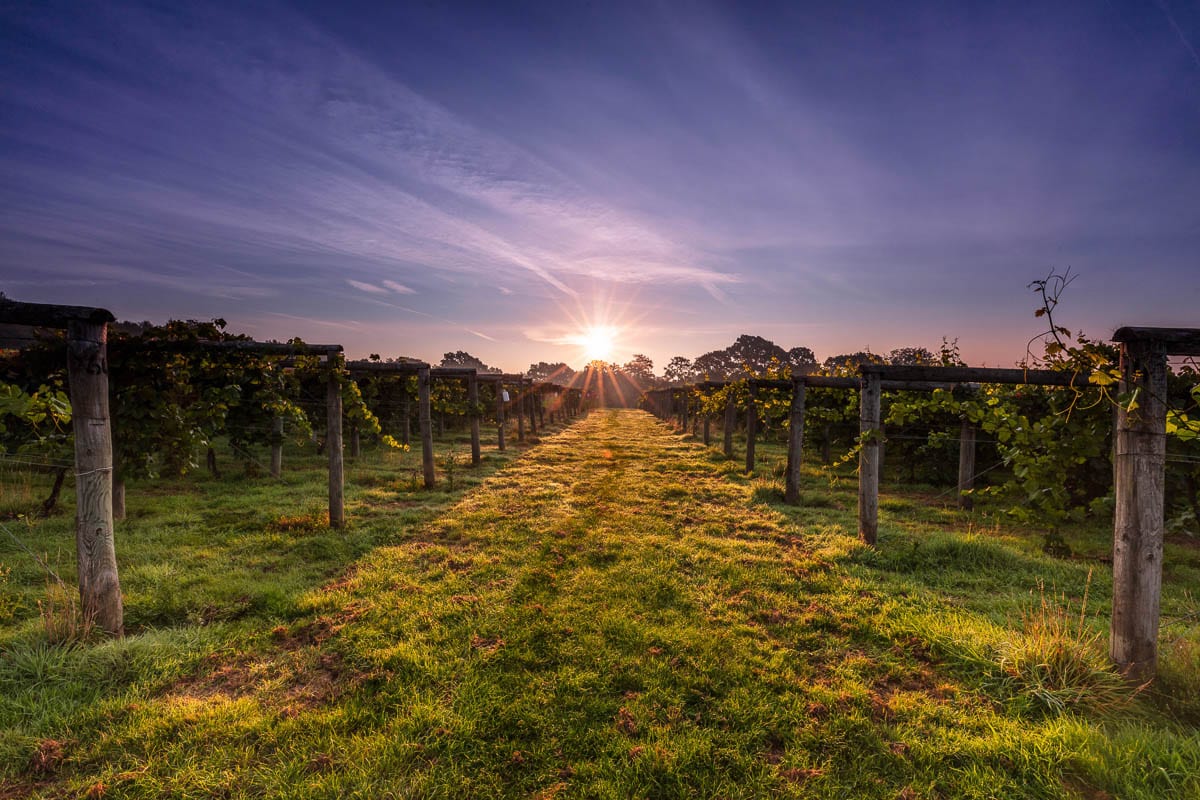 Bolney Wine Estate (Photo: Chris Orange)