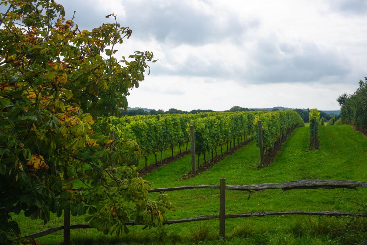 Albourne Estate, West Sussex vineyard tours