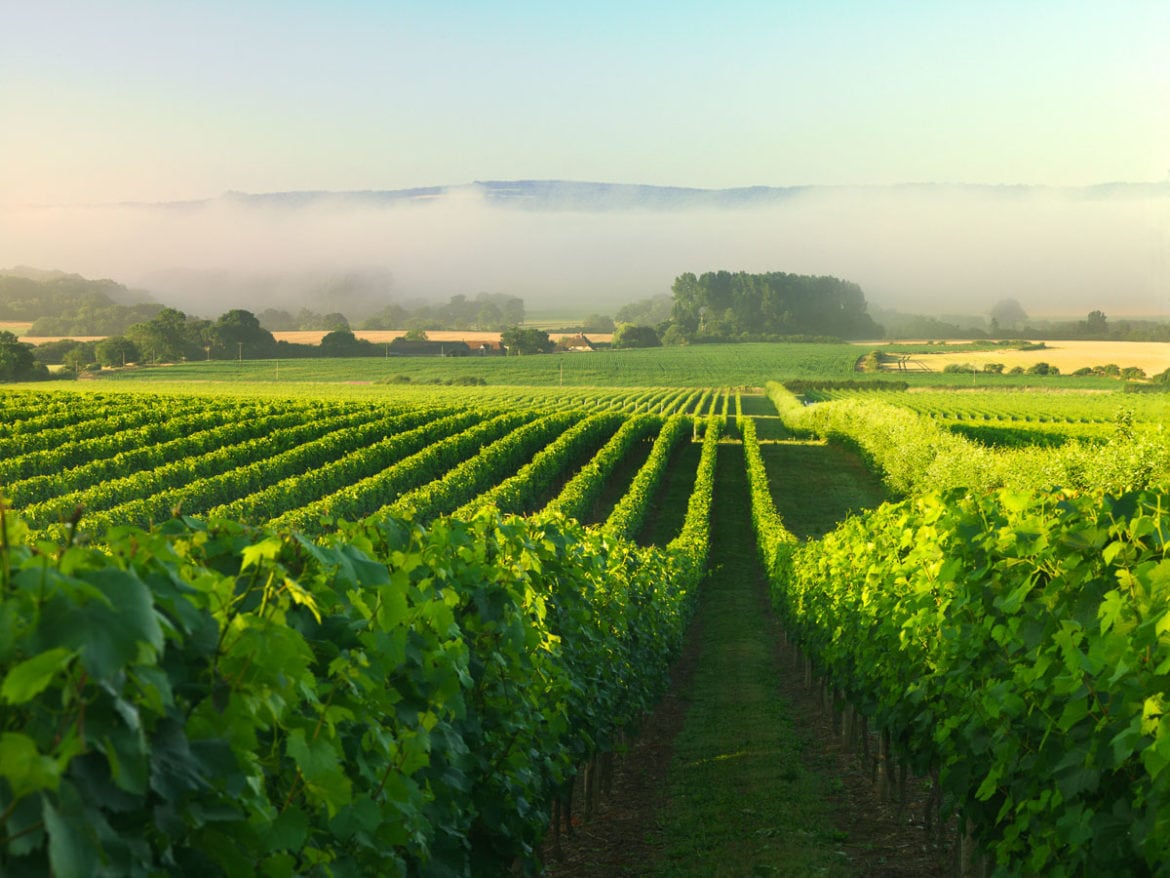 vineyard tours west sussex