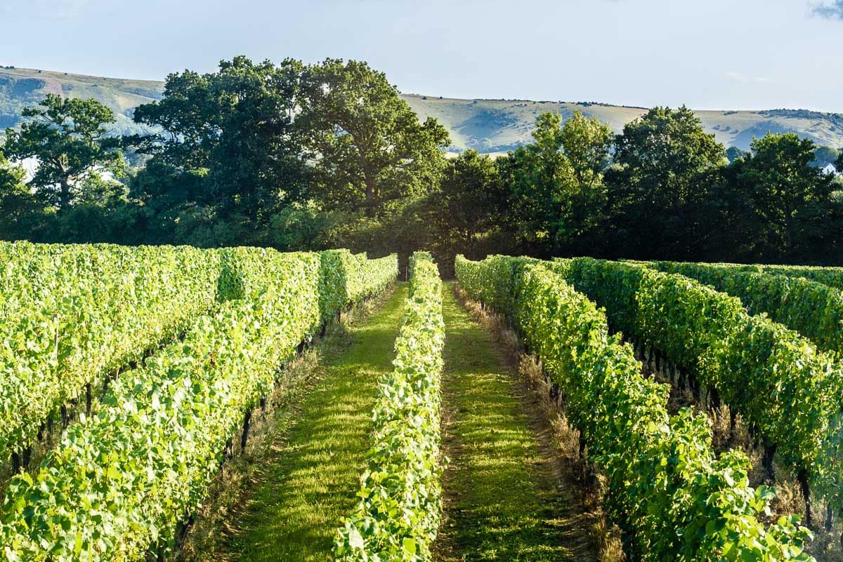 Chardonnay vines in August at Ridgeview Wine Estate (Photo ©Julia Claxton)