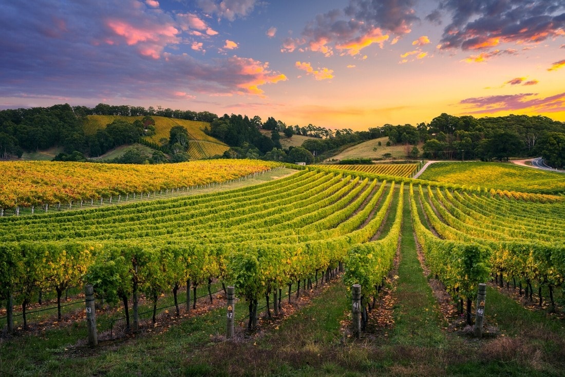 Vineyard at sunset