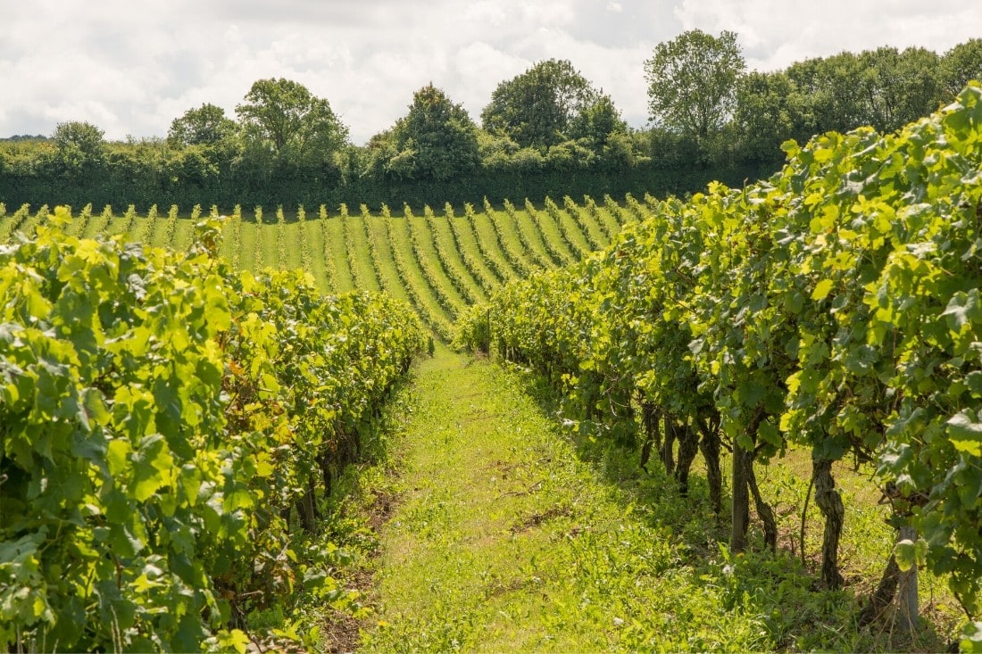 Sussex best sale vineyard tours