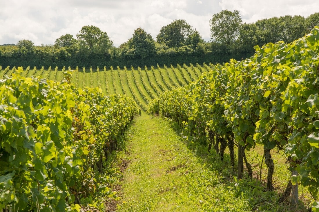 Beautiful English vineyards