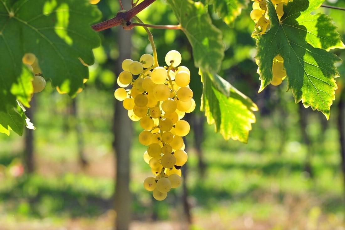 Grapes on a vine