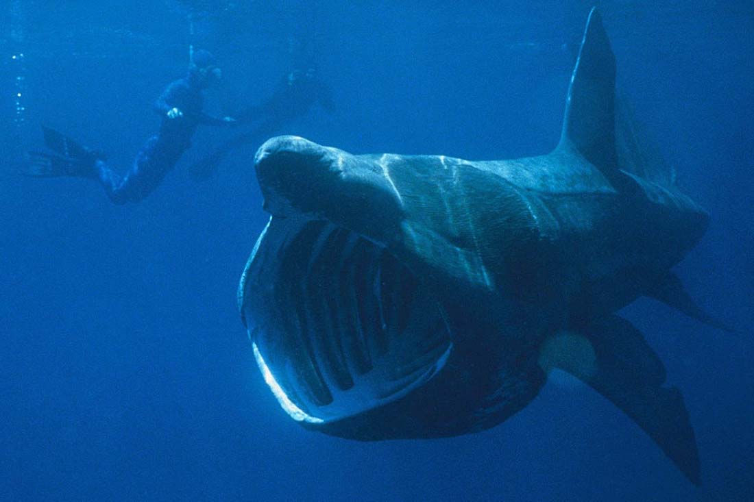 basking shark