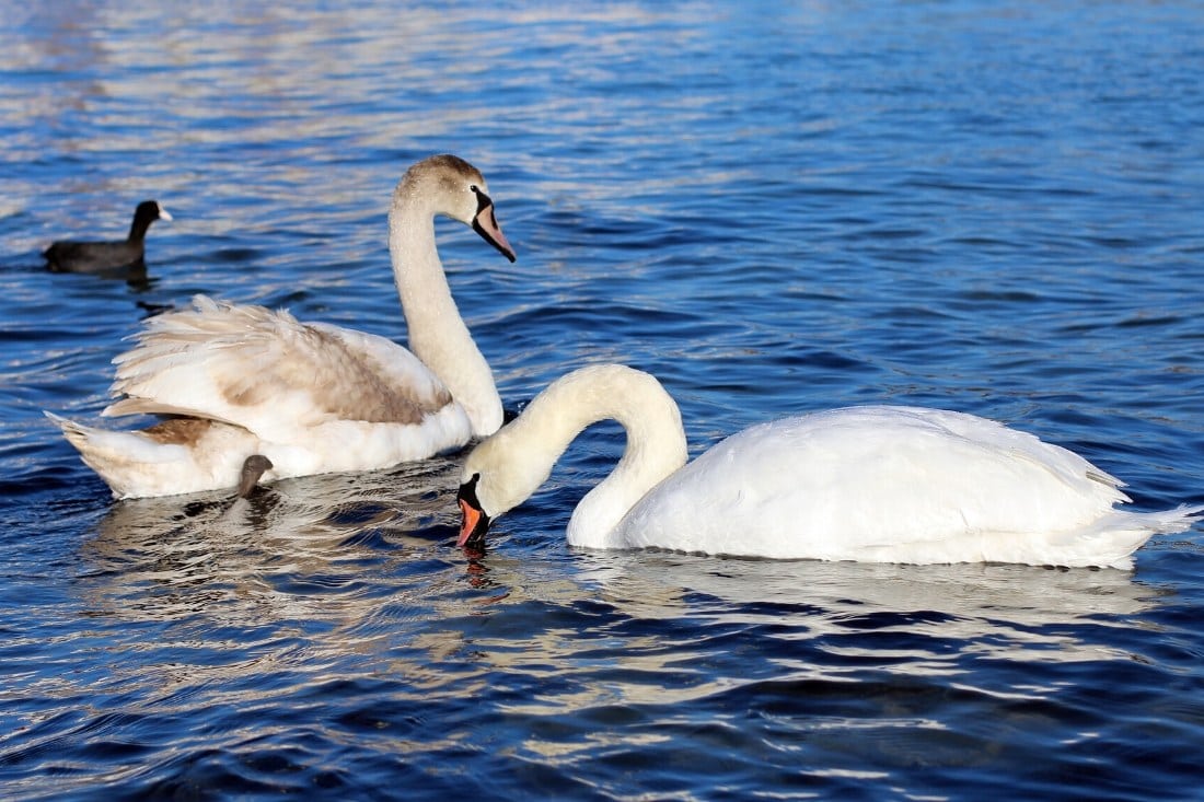 Swans in Great Britain