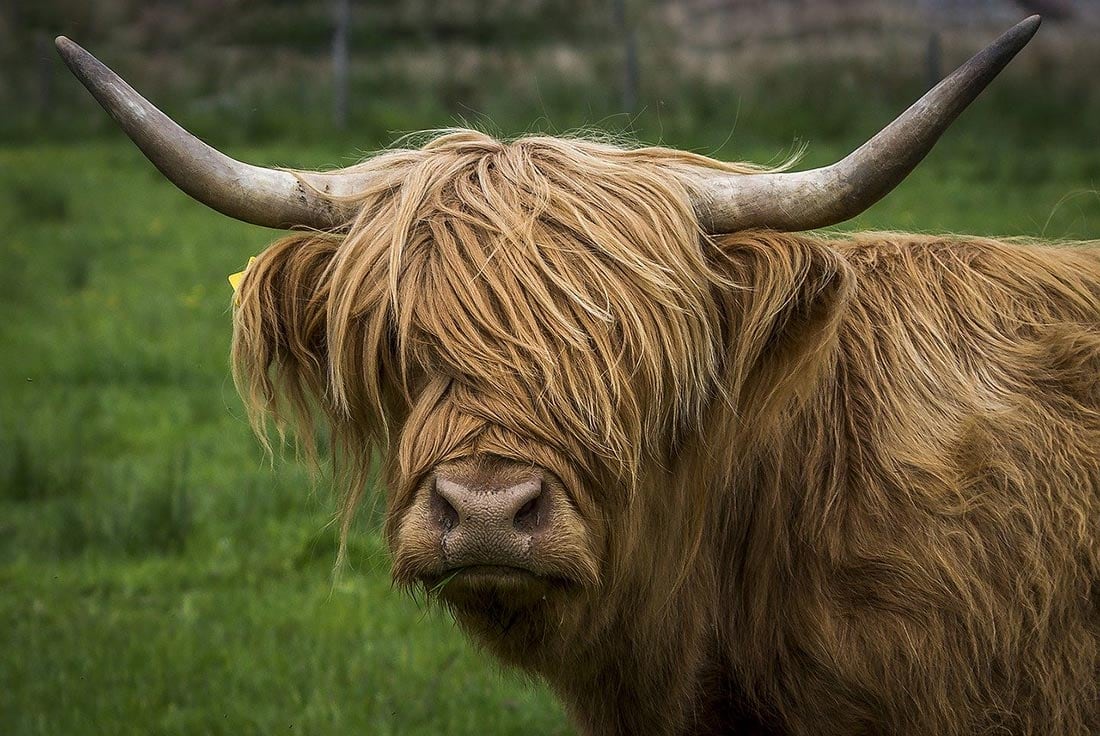 highland cow