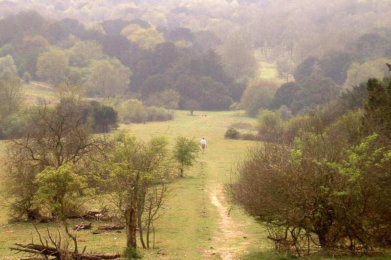 kingley vale national park