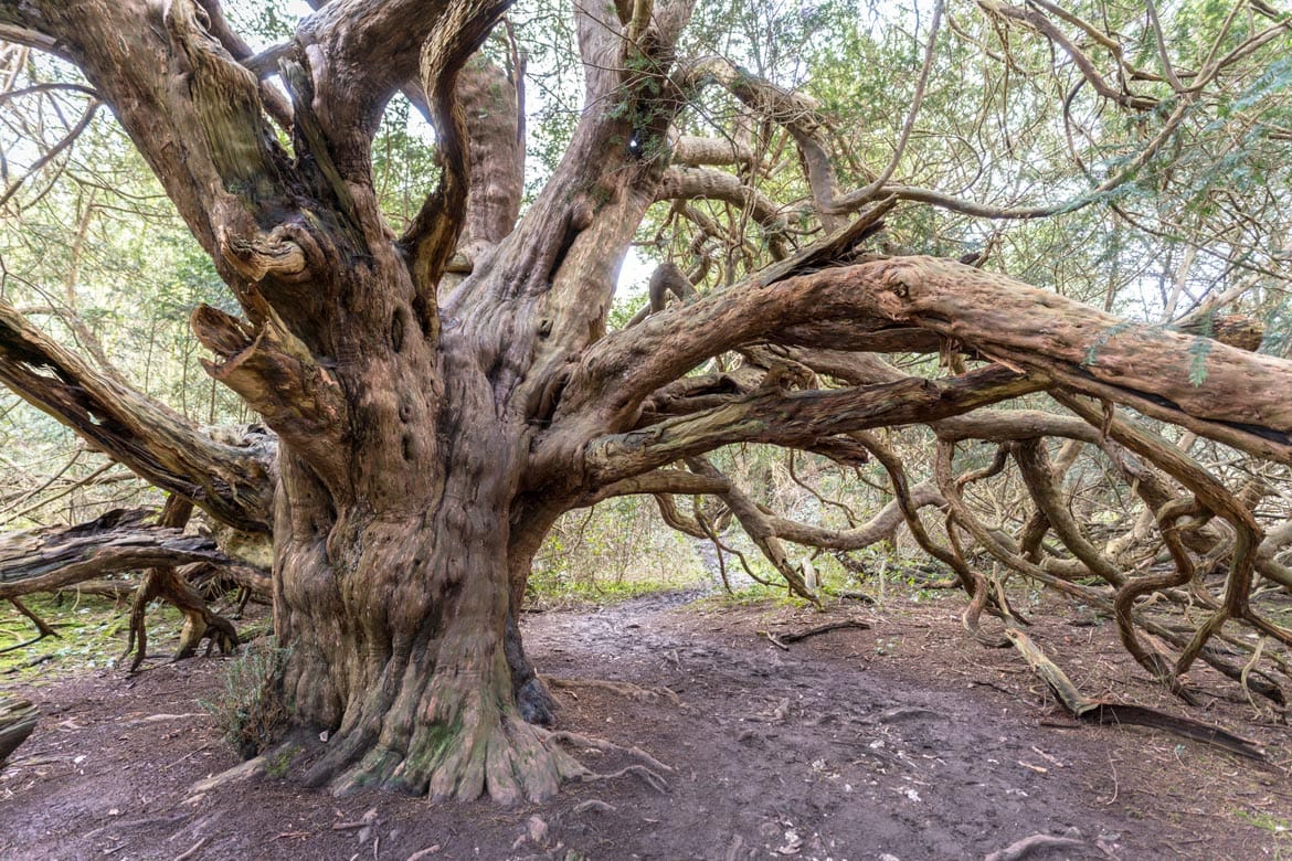 kingly vale yew trees