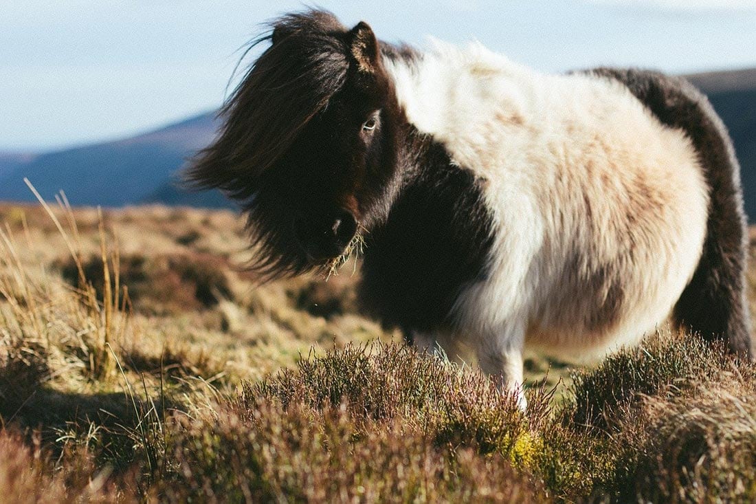 shetland pony