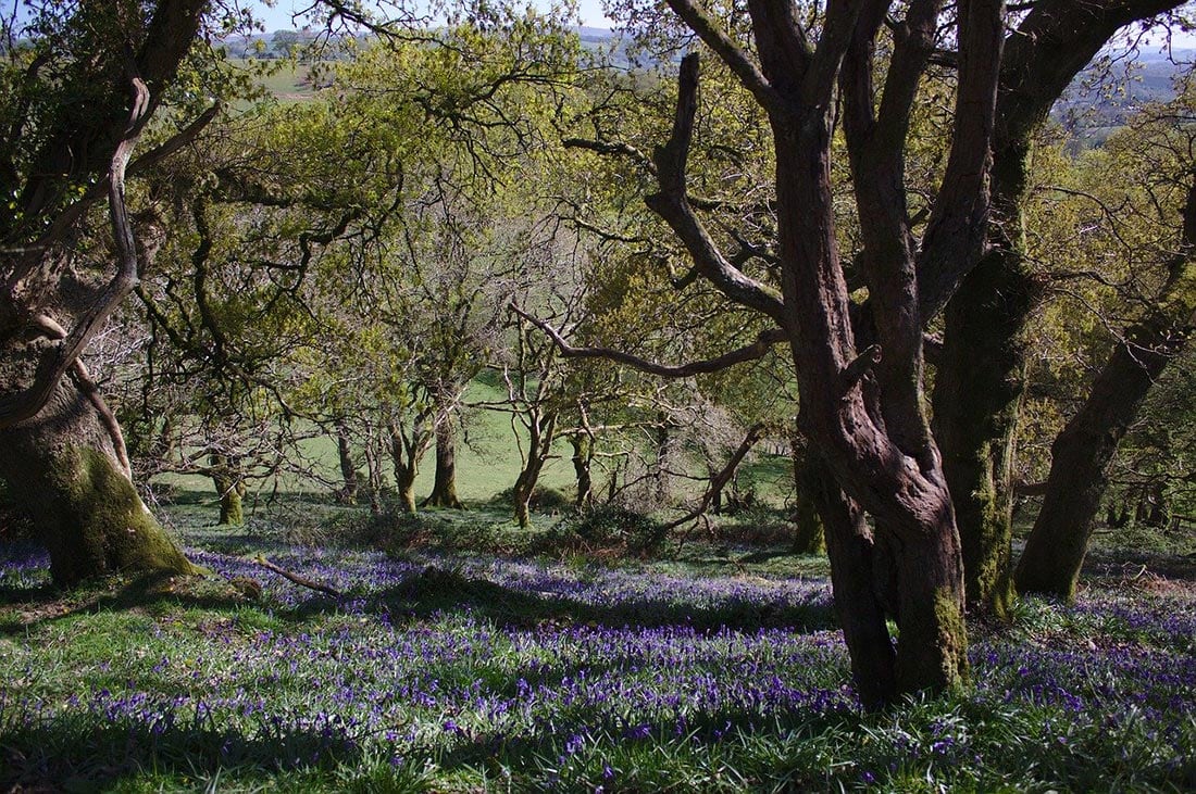 spring in wales