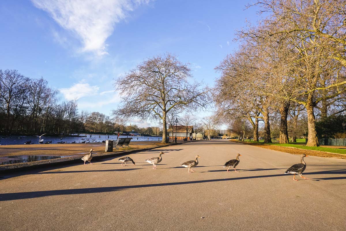 Geese in Hyde Park, London