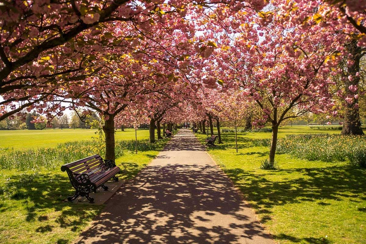 Cherry blossom in Hyde Park, London