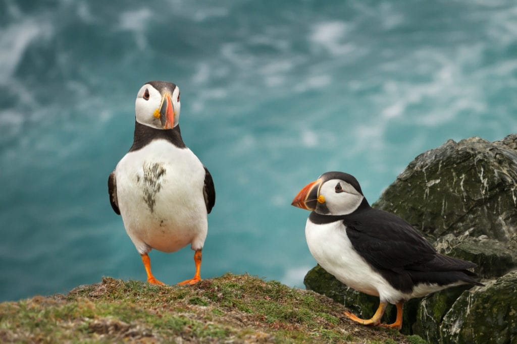 best orkney islands to visit Puffins in the Orkney Isles, Scotland