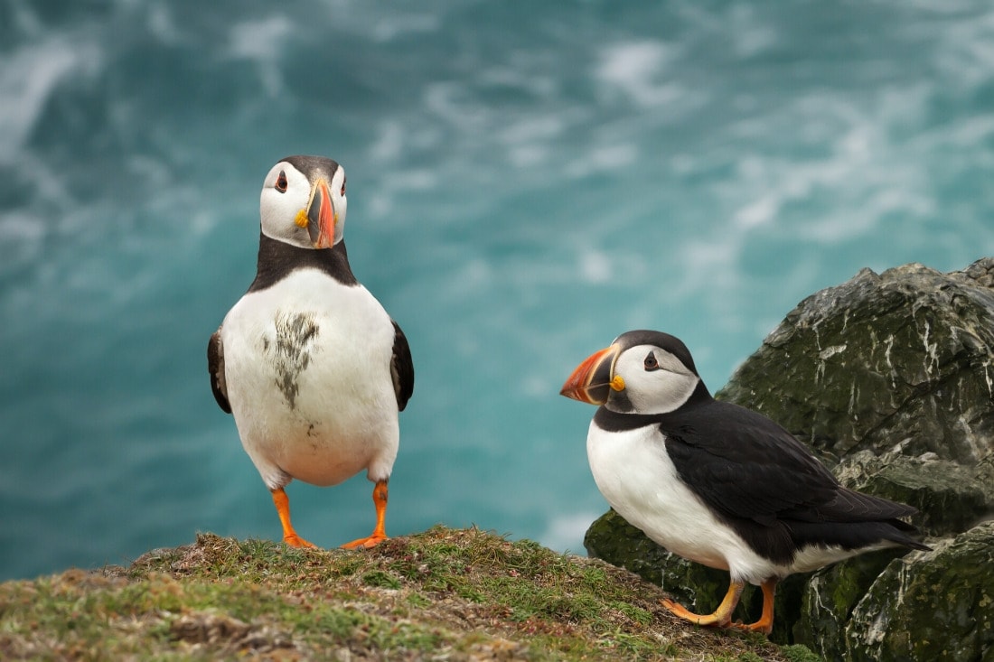 Puffins in the Orkney Isles, Scotland