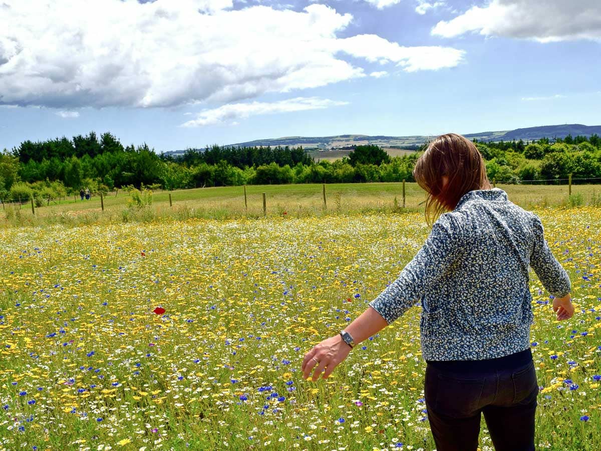 Exploring fields of wildflowers in Buckinghamshire