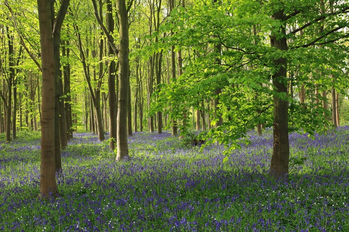 Bluebells in Wendover Woods