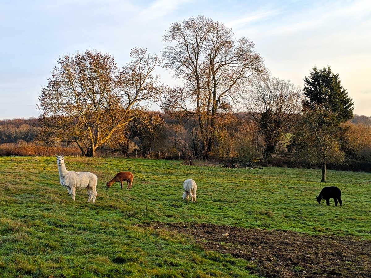 Al pacas in Buckinghamshire