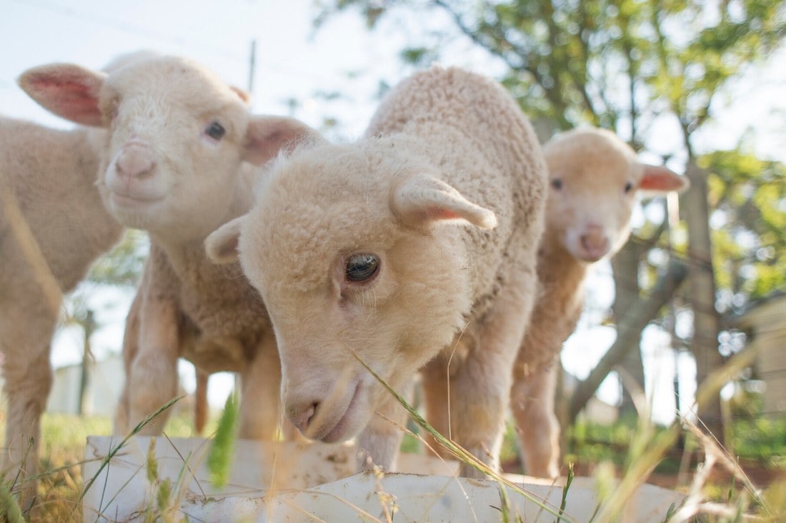 Baby lambs feeding