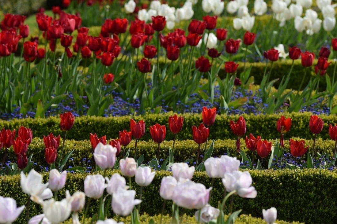 Lanhydrock House and Garden, Cornwall