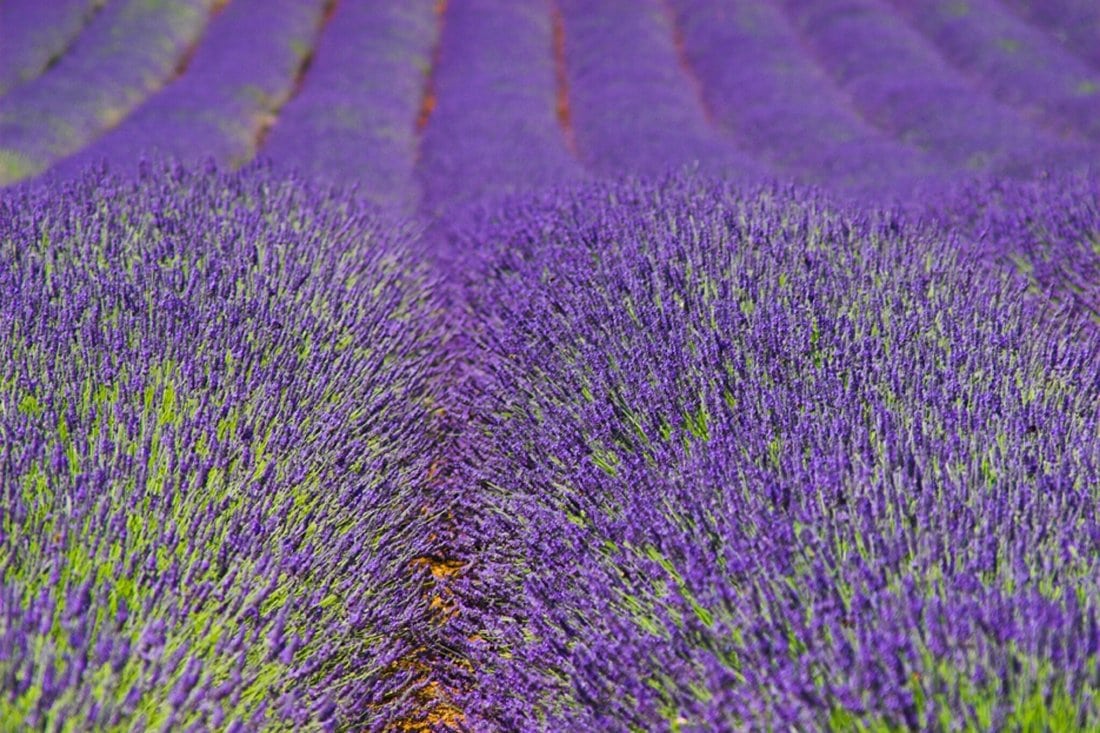 Norfolk lavender