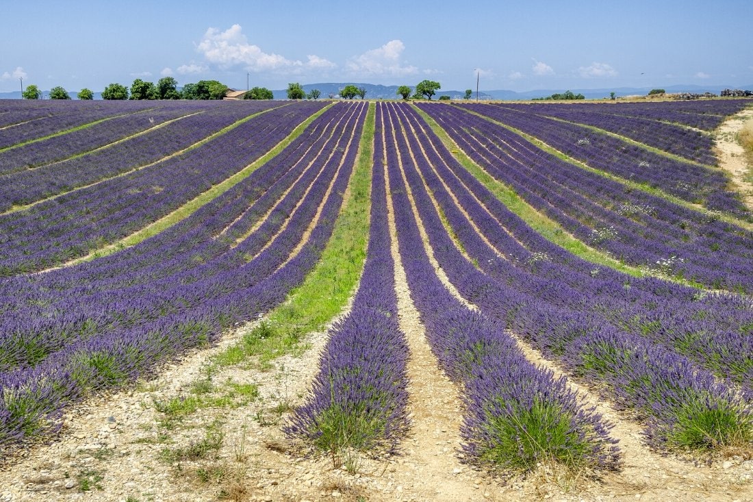 Provence lavender