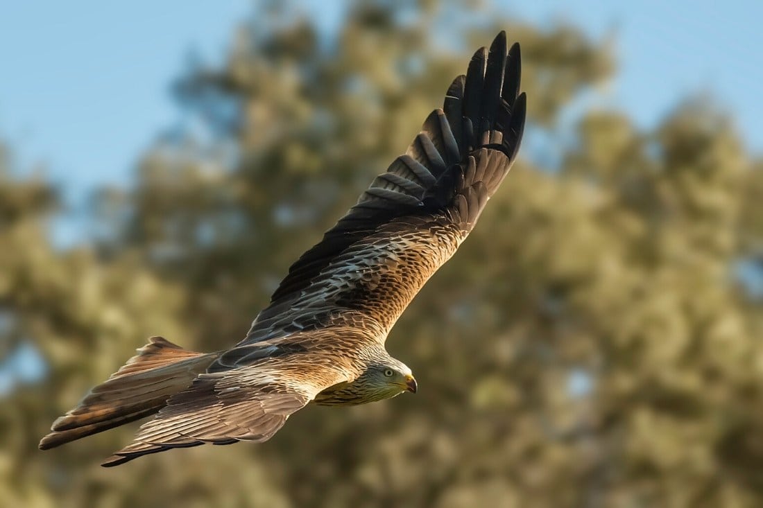 Red kite