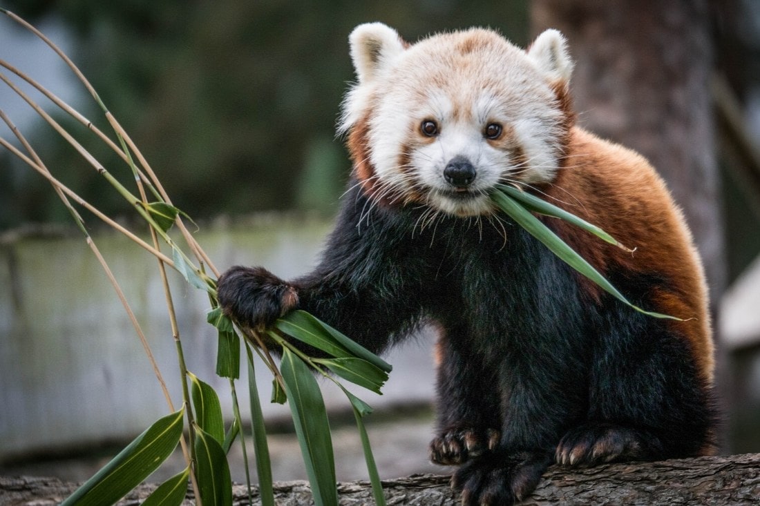 Red panda at Woburn Safari Park