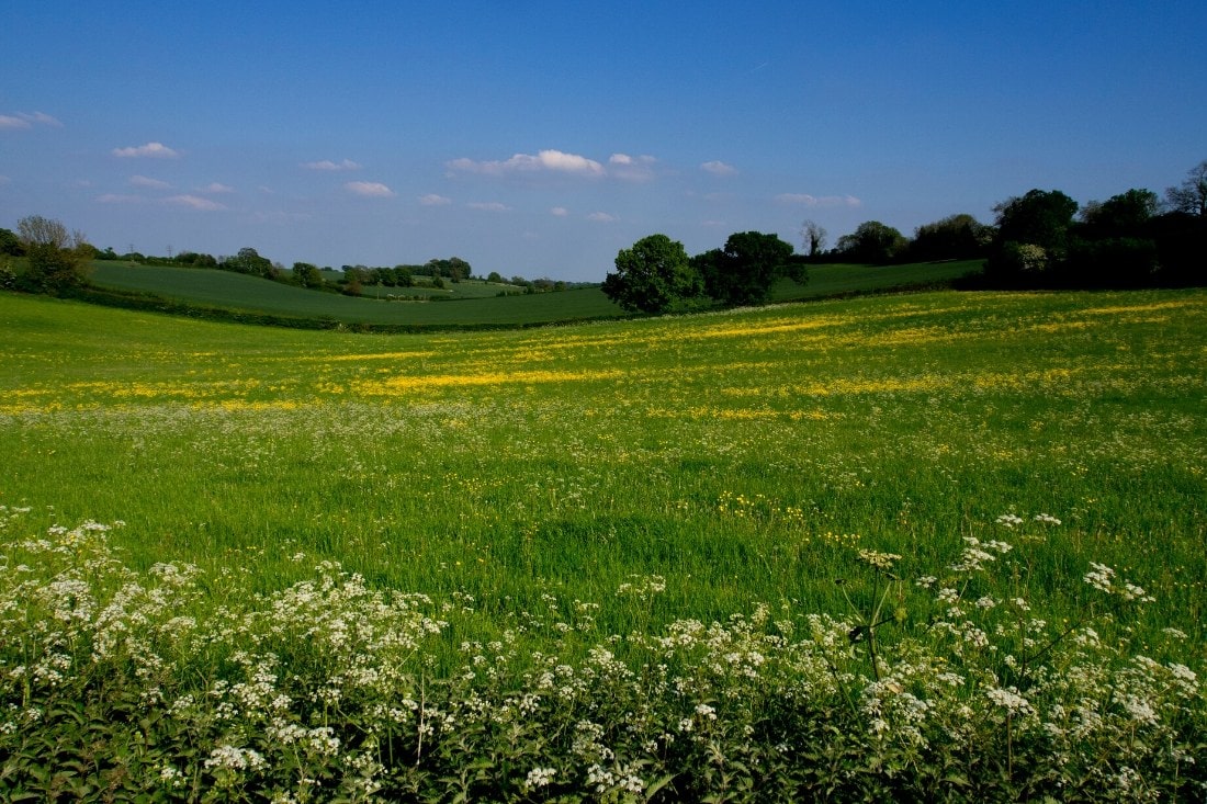 Whipsnade walk