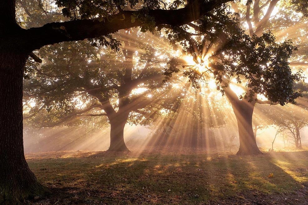 epping forest essex