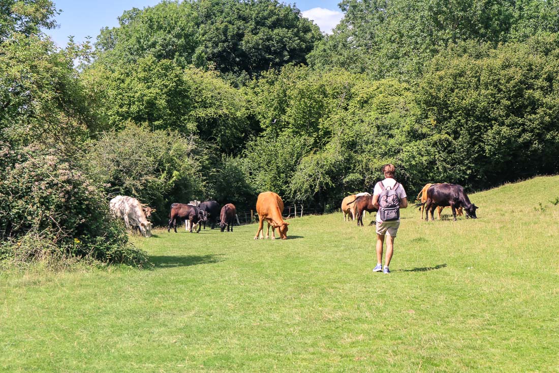 Macca brazenly heading for the cows!