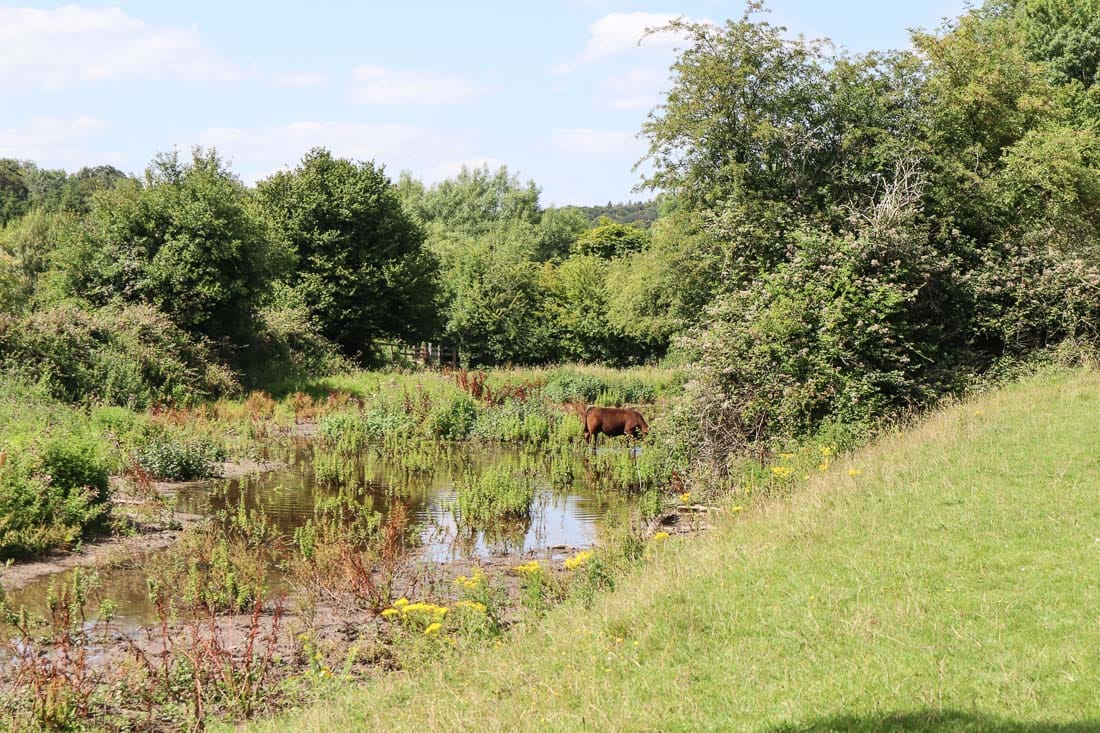 A calf grazing by the water in the Chess Valley