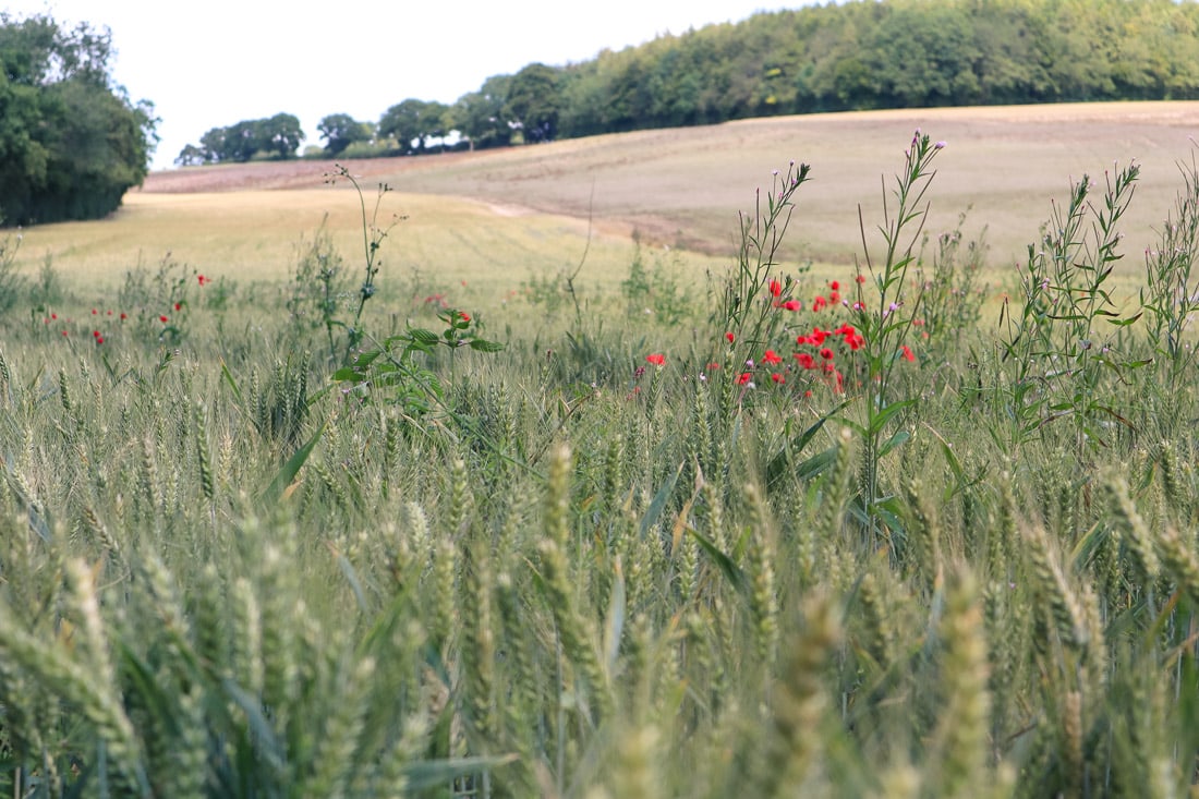 Pretty fields along the route - look at those poppies!