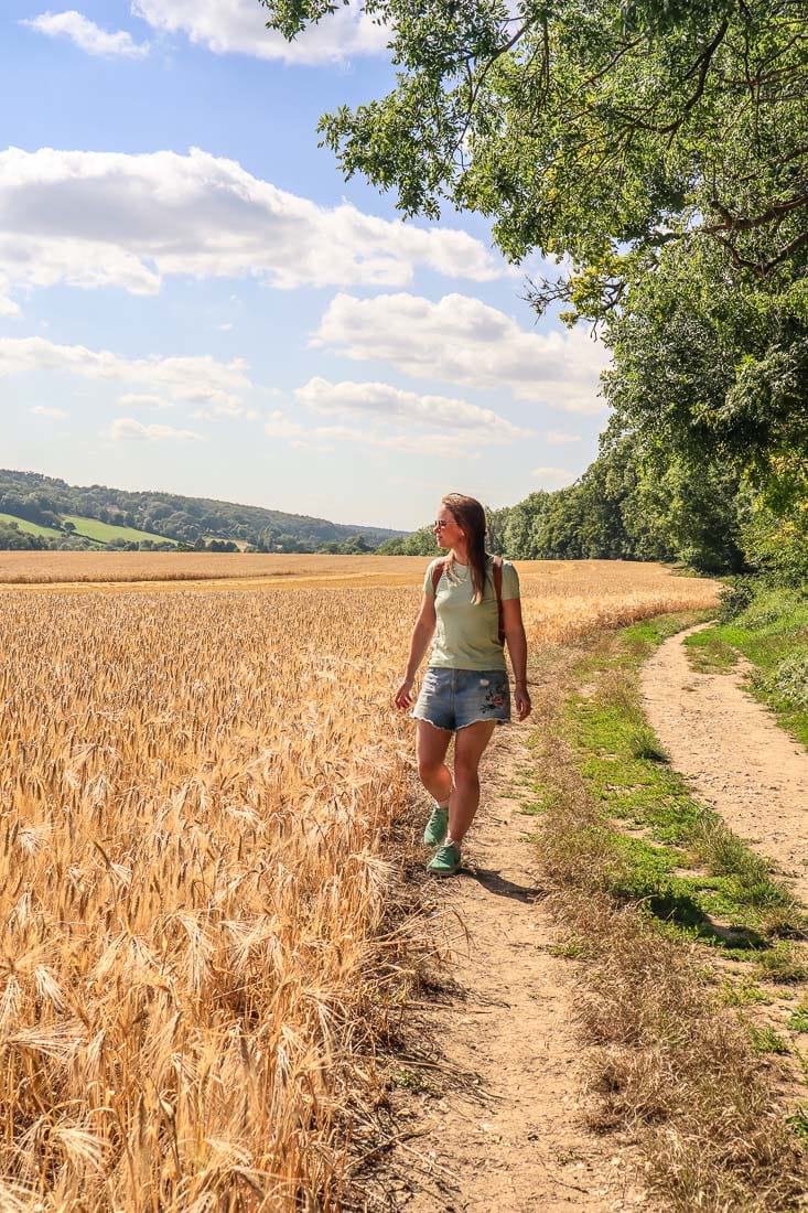 Beautiful field of wheat near Latimer on the Chess Valley Walk