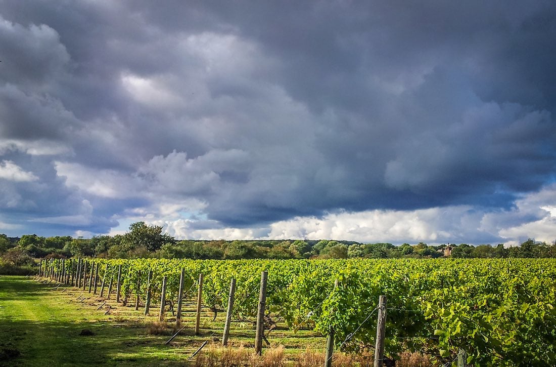 Warden Abbey Vineyard