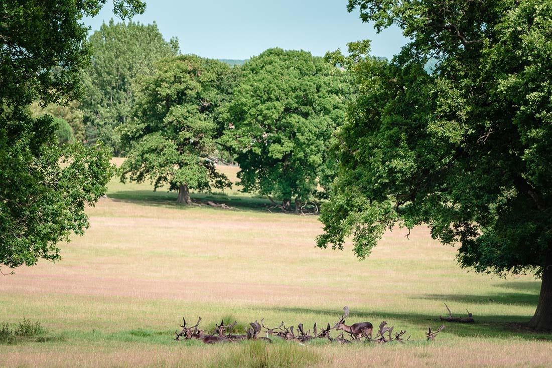 epping forest deer sanctuary