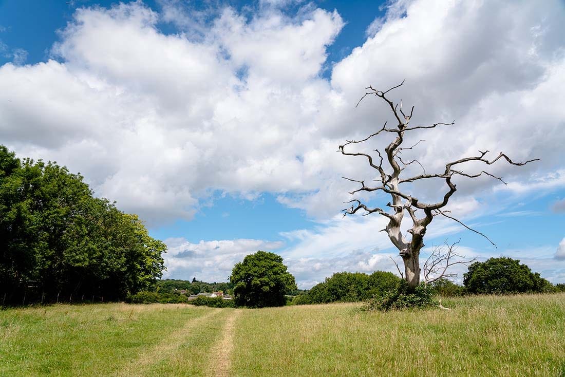 epping forest oak trail