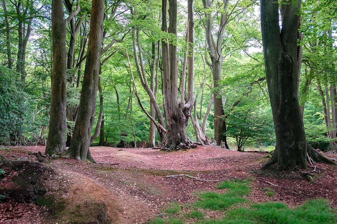 epping forest trail