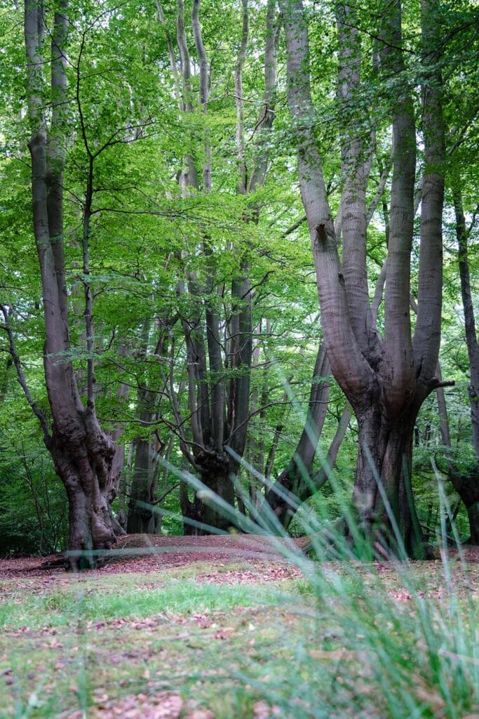 epping forest walks