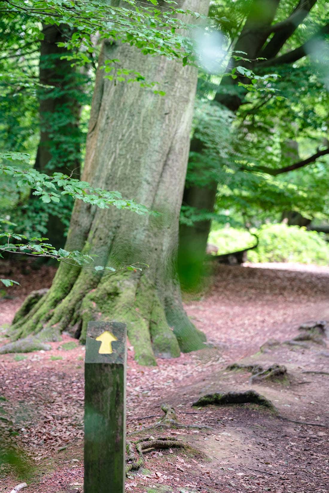 oak tree trail